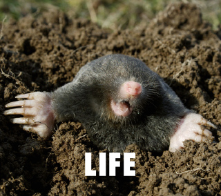 初回生産限定盤